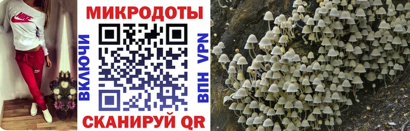 Галлюциногенные грибы Psilocybe  OMG ссылки  Тогучин 